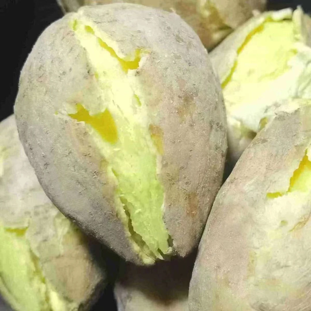 广东潮汕白皮黄心番薯甜糯鸡蛋黄板栗薯红薯新鲜沙地现挖3斤5斤