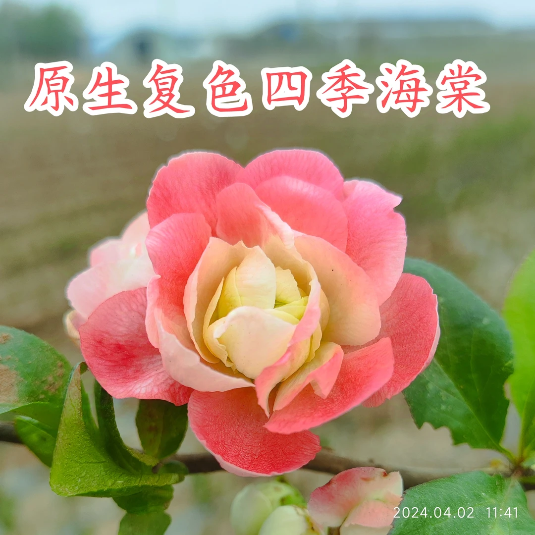 花中仙子牡丹彩玉海棠大花重瓣耐寒好养