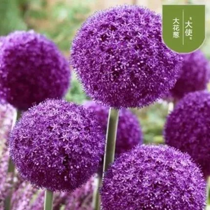 【9.9元发3个】大花葱种球进口耐寒花卉盆栽植物庭院地栽四季易活