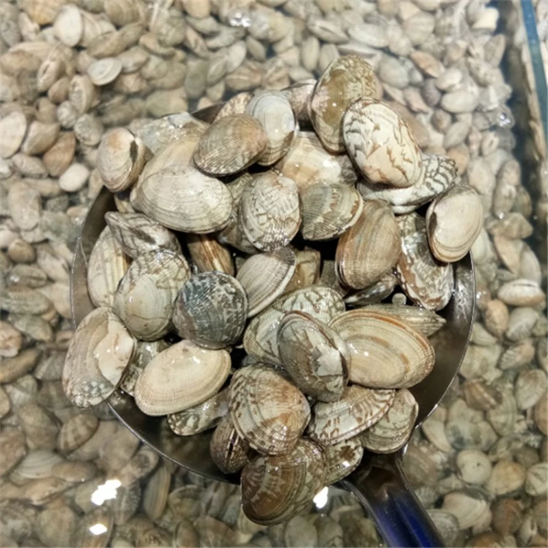 花蛤（大）1000g/份