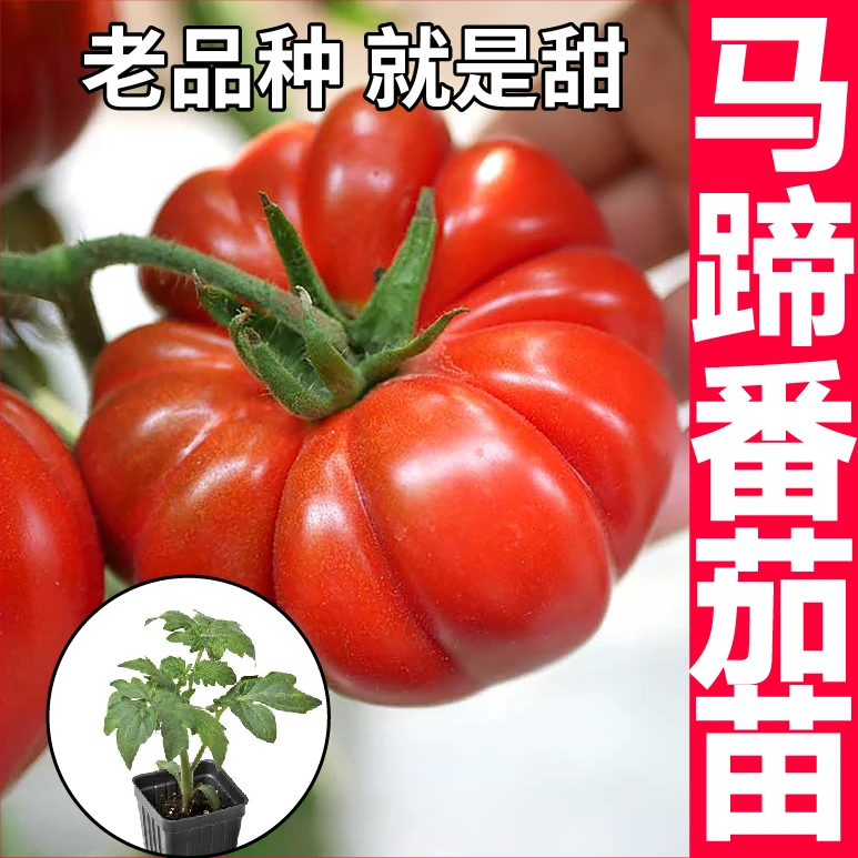 马蹄番茄秧苗老品种牛排番茄大红丑柿子老品种西红柿四季阳台盆栽