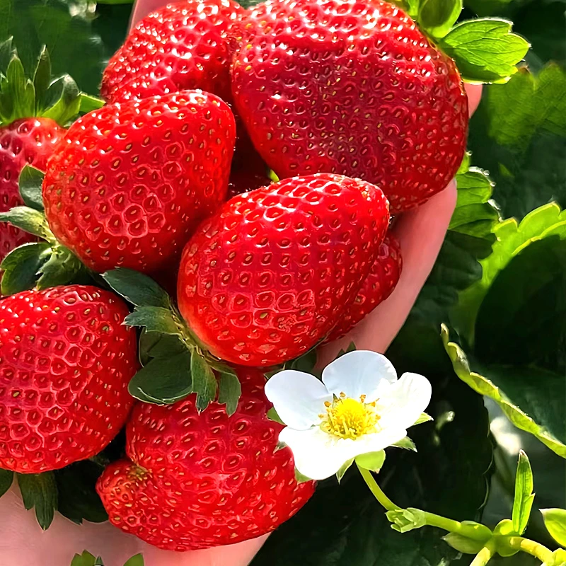 【艾迪粉丝福利】草莓苗一盆