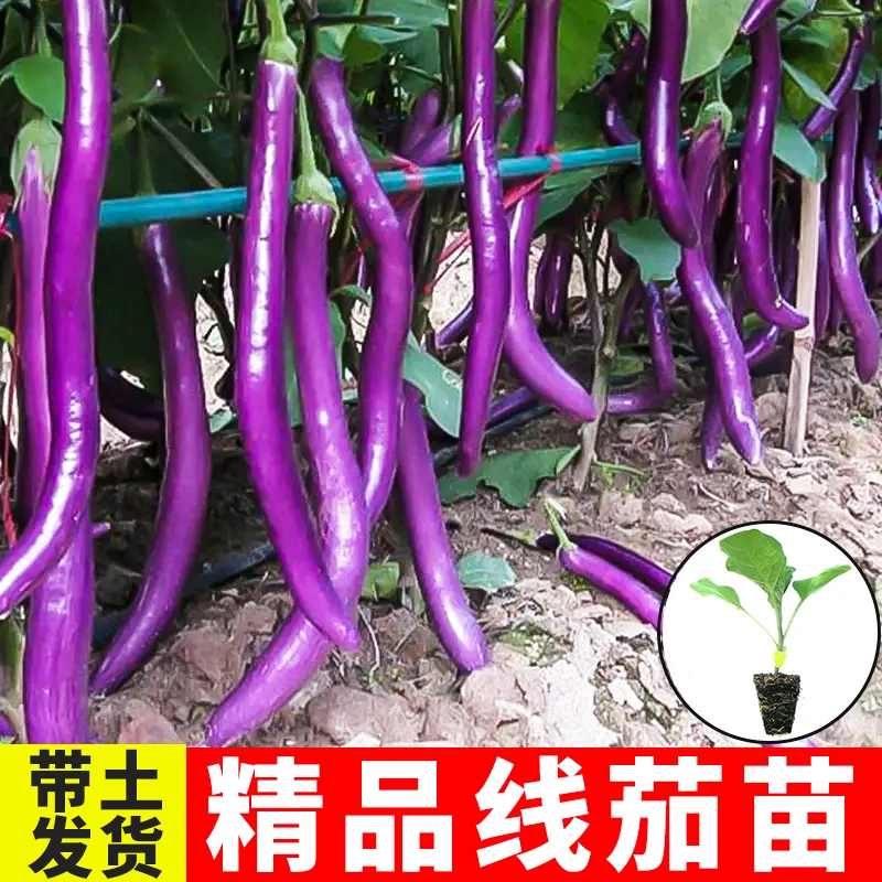 线茄秧苗 高产抗病长茄子蔬菜苗 早熟春秋种苗易种  露天种植耐热
