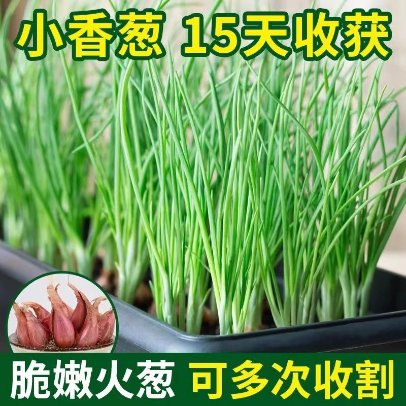正宗红葱头新鲜小香葱秧苗小香葱种籽阳台家庭盆栽土培种植火葱头