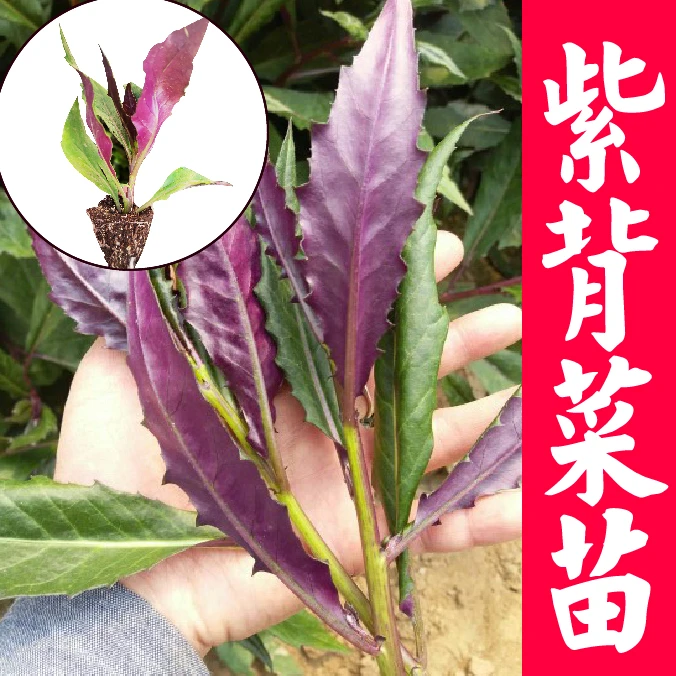 紫背菜苗紫背天葵种苗观音菜秧苗血皮菜苗蔬菜苗四季盆栽阳台蔬菜