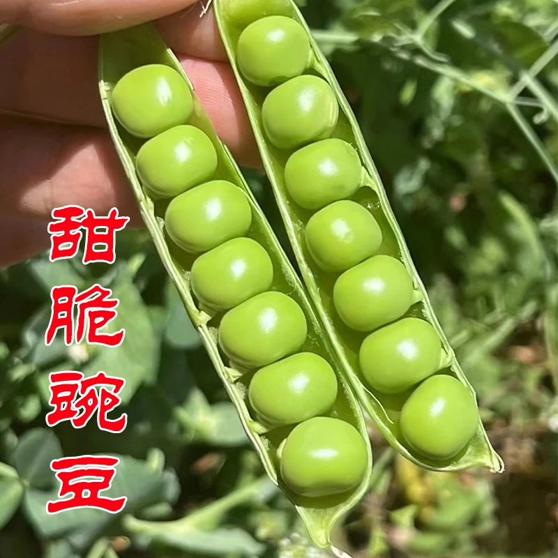 甜脆青豌豆种子豌豆种籽甜苗种豌豆苗尖种蔬菜孑菜豌豆碗豆种