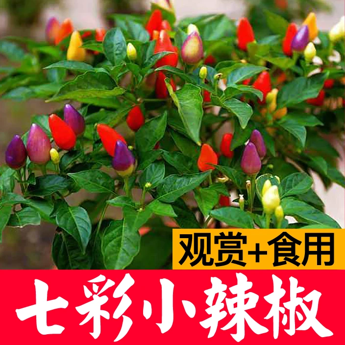 七彩小辣椒苗簇生高产蔬菜秧苗可观赏食用多彩辣椒阳台盆栽种植