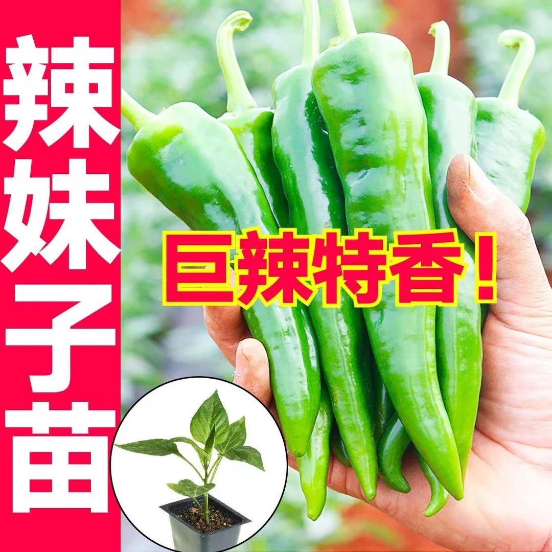 寿光辣妹子辣椒秧苗超辣特香青红辣椒带土优质穴盘苗四季种植盆栽