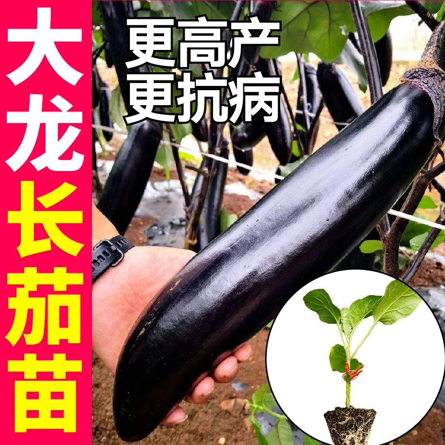大龙长茄秧苗 高产露天种植 紫红色长生长新鲜种苗四季阳台易种活