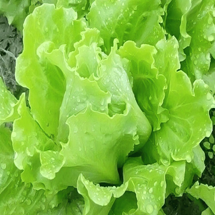 生菜意大利全年生菜王种籽高产四季蔬菜阳台菜种孑奶油苗抗病种植