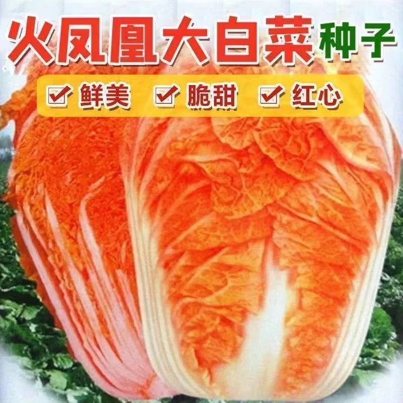 【火凤凰大白菜】耐热耐寒抗病高产可生吃白菜种子蔬菜四季彩色生菜