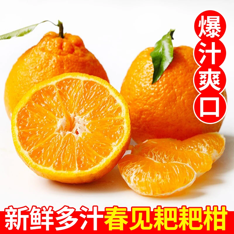 四川春见耙耙柑橘子新鲜水果当季3-8斤橙子丑沃桔子橙子多汁正宗