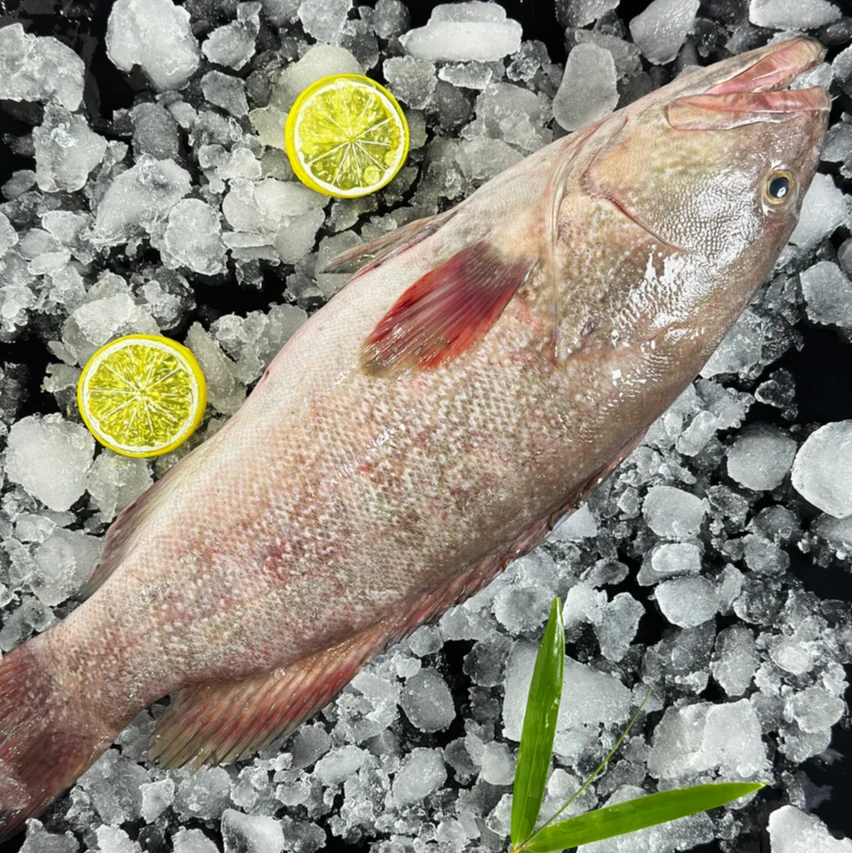 汕头海门本港野生石斑鱼