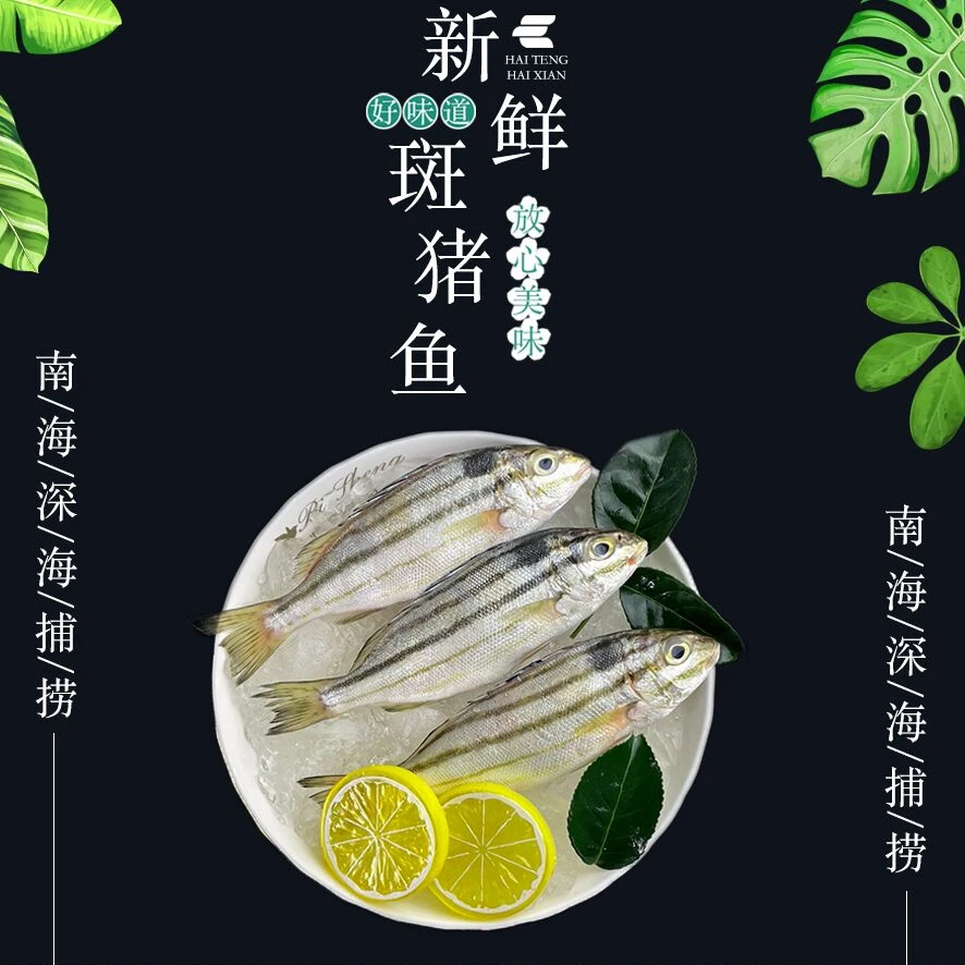 本港纯野生海捕斑猪鱼