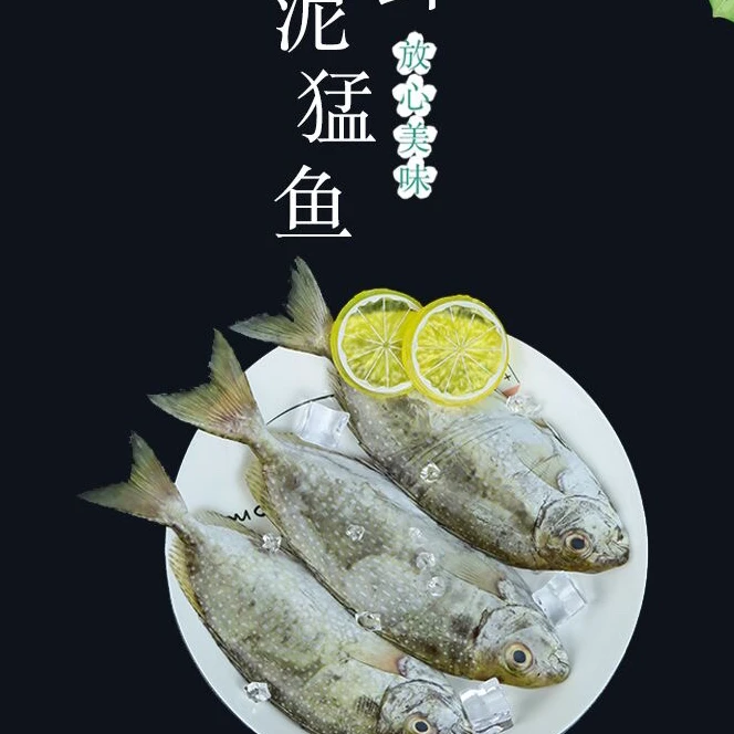 (海腾甄选)野生海捕泥猛鱼黄提臭肚鱼(肚子苦介意慎拍)