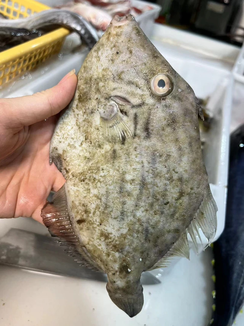 纯野生海捕迪仔剥皮鱼圆迪
