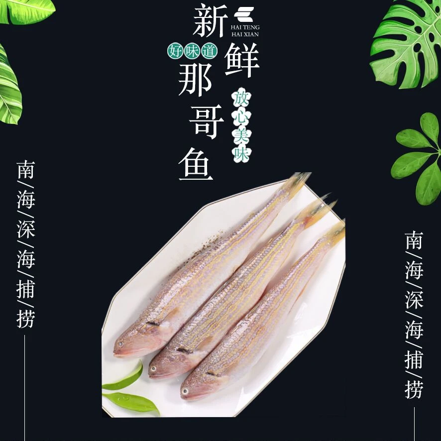 汕头海门本港鱼纯野生那哥鱼（鱼头更好吃哦）多齿蛇鲻鱼吃货专属