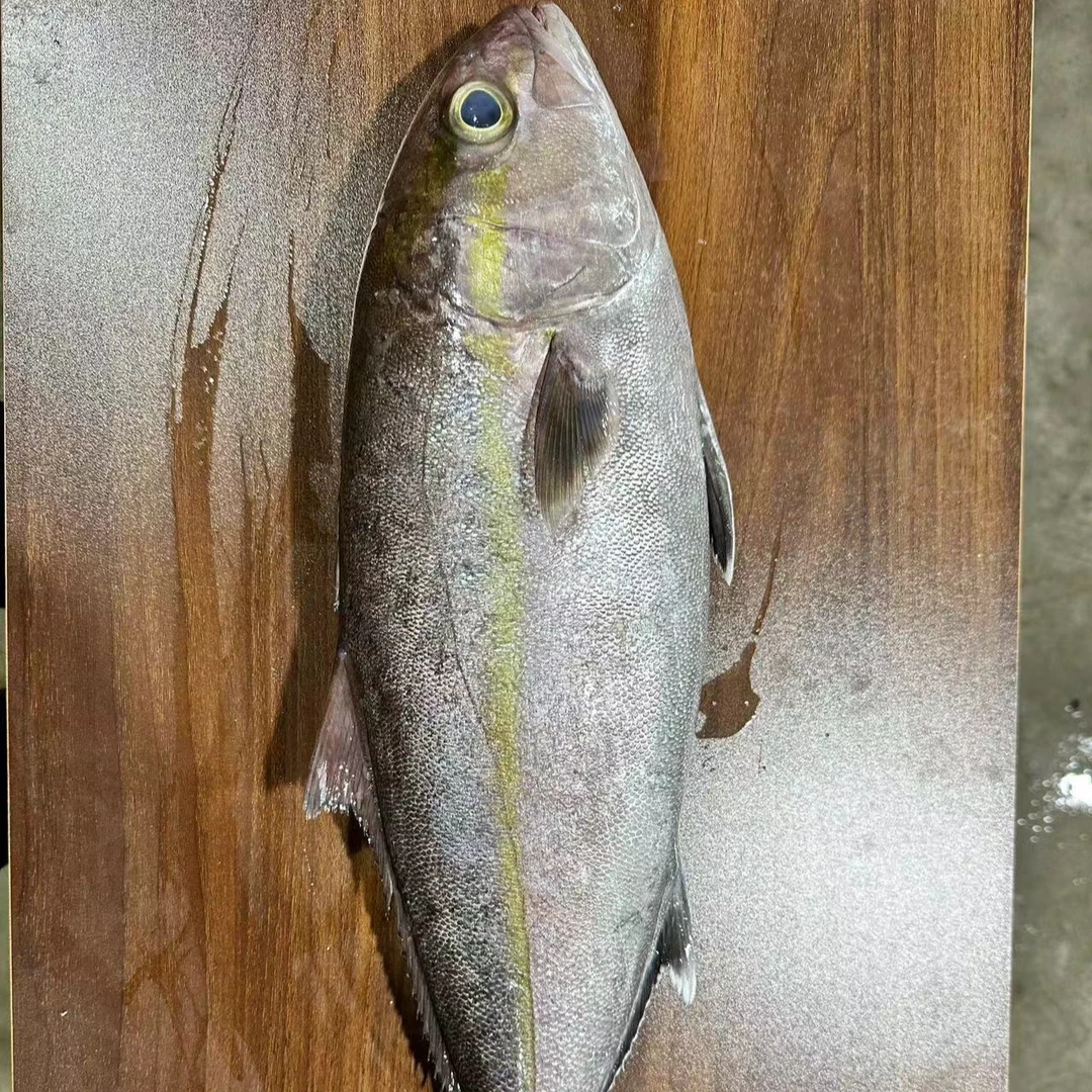 海捕章红（海腾专属）
