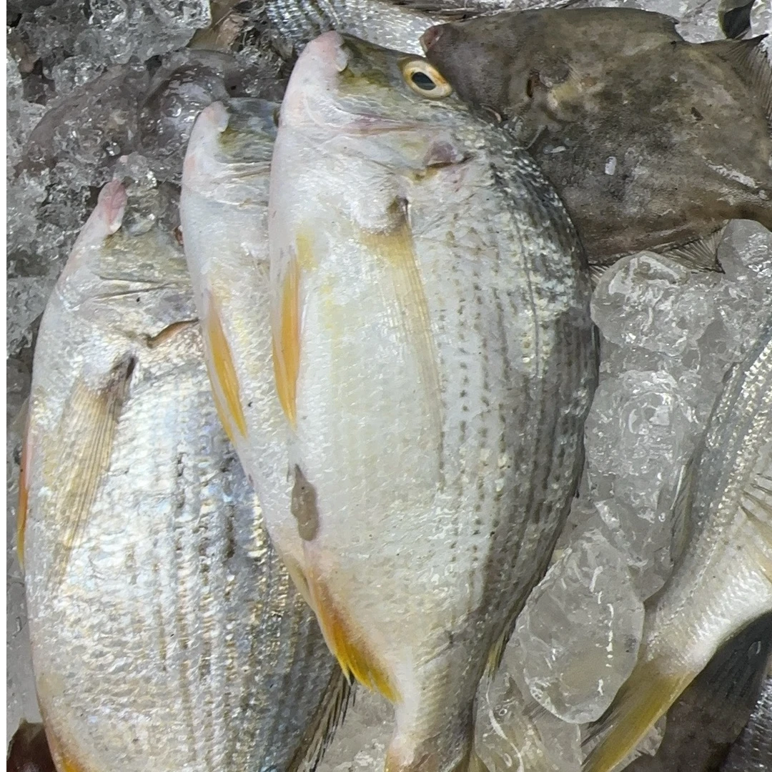 浅海纯野生方头鱼平头鲷（帮杀不去鳞）