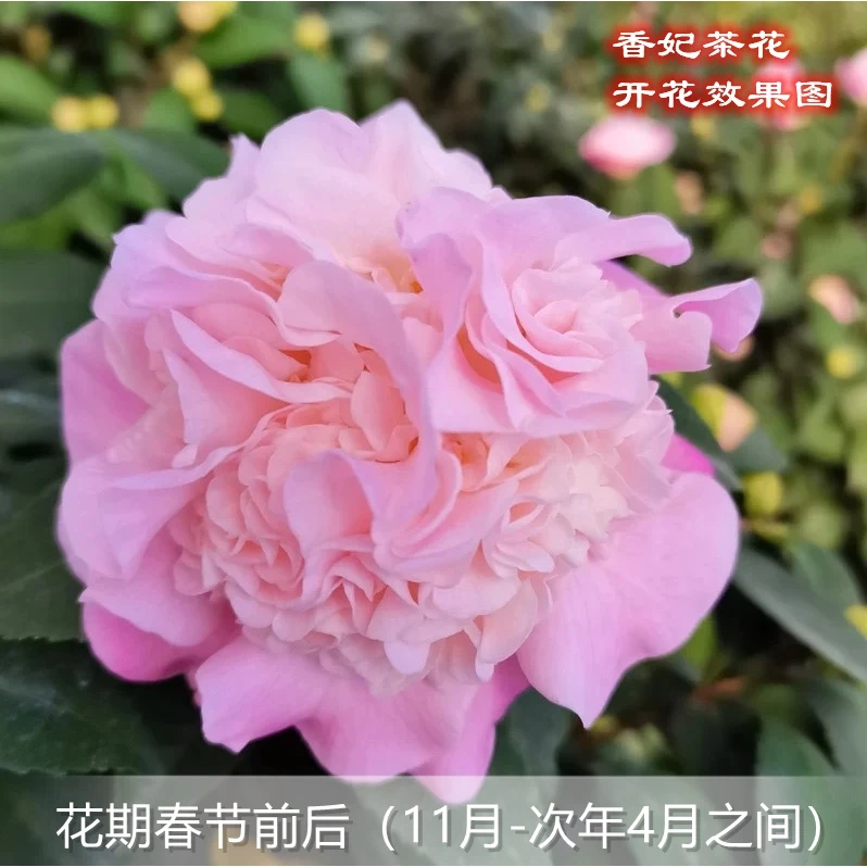 白茶花山茶花树苗带花苞盆栽客厅室内四季开花卉五色赤丹植物重瓣