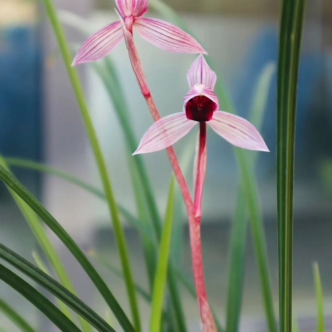 兰花素材（一物一拍）