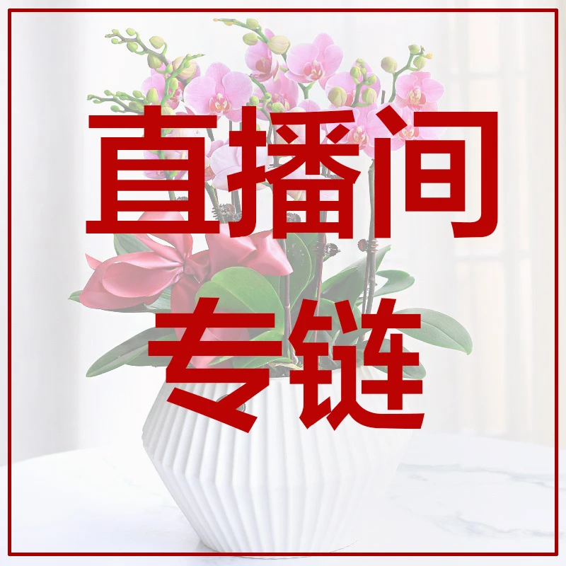 V.S.M.V/温馨满屋 直播间精选朱顶红