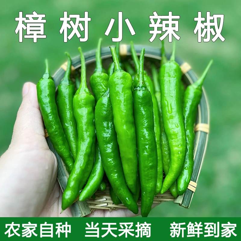 【中辣椒香】清脆软香辣椒薄皮嫩辣椒现摘现发露天种植香辣爽口蔬菜