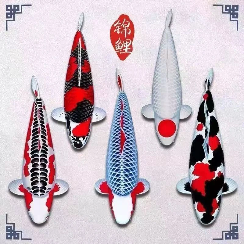 编号301-400锦鲤红白三色大正昭和火鲤黑黄白观赏鱼冷水鱼淡水鱼