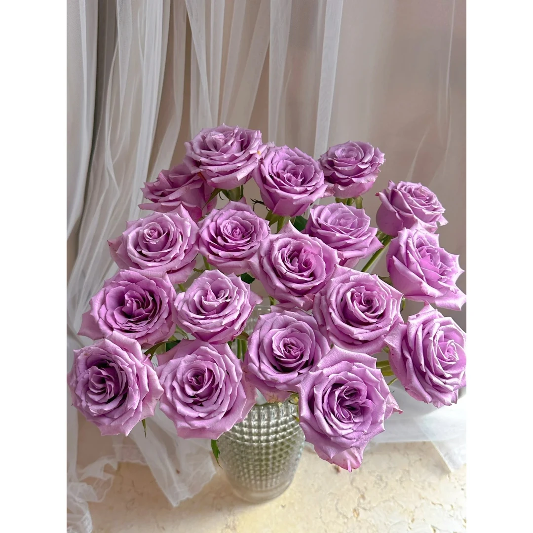 【紫霞仙子】中花苞紫色系玫瑰有韵味一单冷链发 玫瑰云南鲜花基地