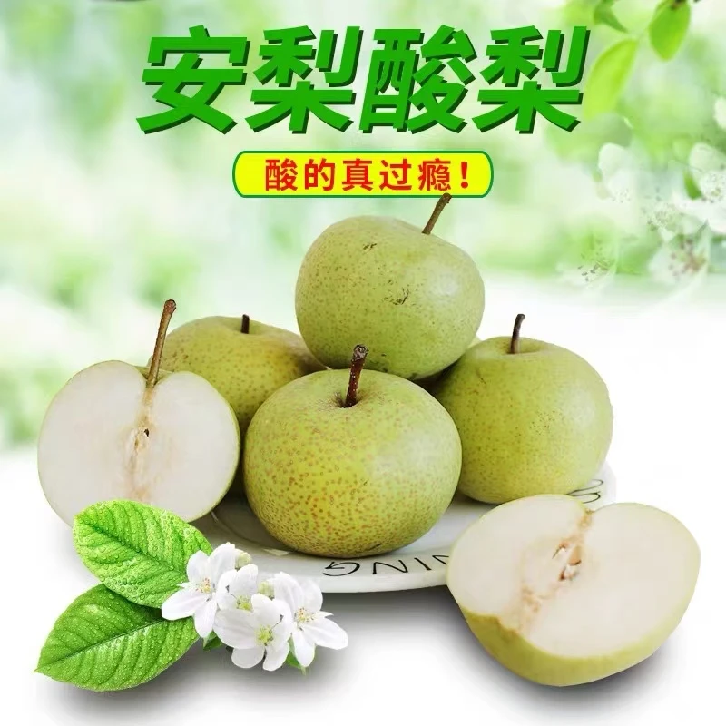 【冲销量】正宗安梨酸梨窖酸梨酸爽多汁孕妇水果5.5-6斤可做冻梨