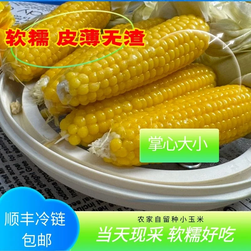 顺丰冷链【偏老口味】小丫家鲜香糯正宗黄金小玉米新鲜带壳采摘
