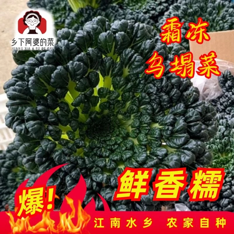 【霜冻乌塌菜】软糯好吃塌古菜小八叶脱苦菜新鲜现采农家种植