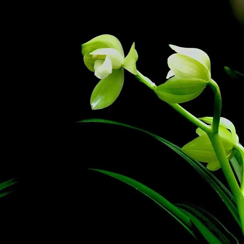 QINGYALANYUAN/清雅兰园精品国兰正品老种能养活