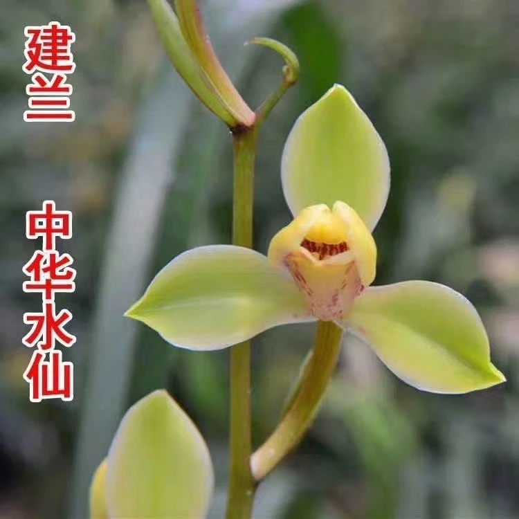 QINGYALANYUAN/建兰四季兰 中华水仙 夏天开花2苗