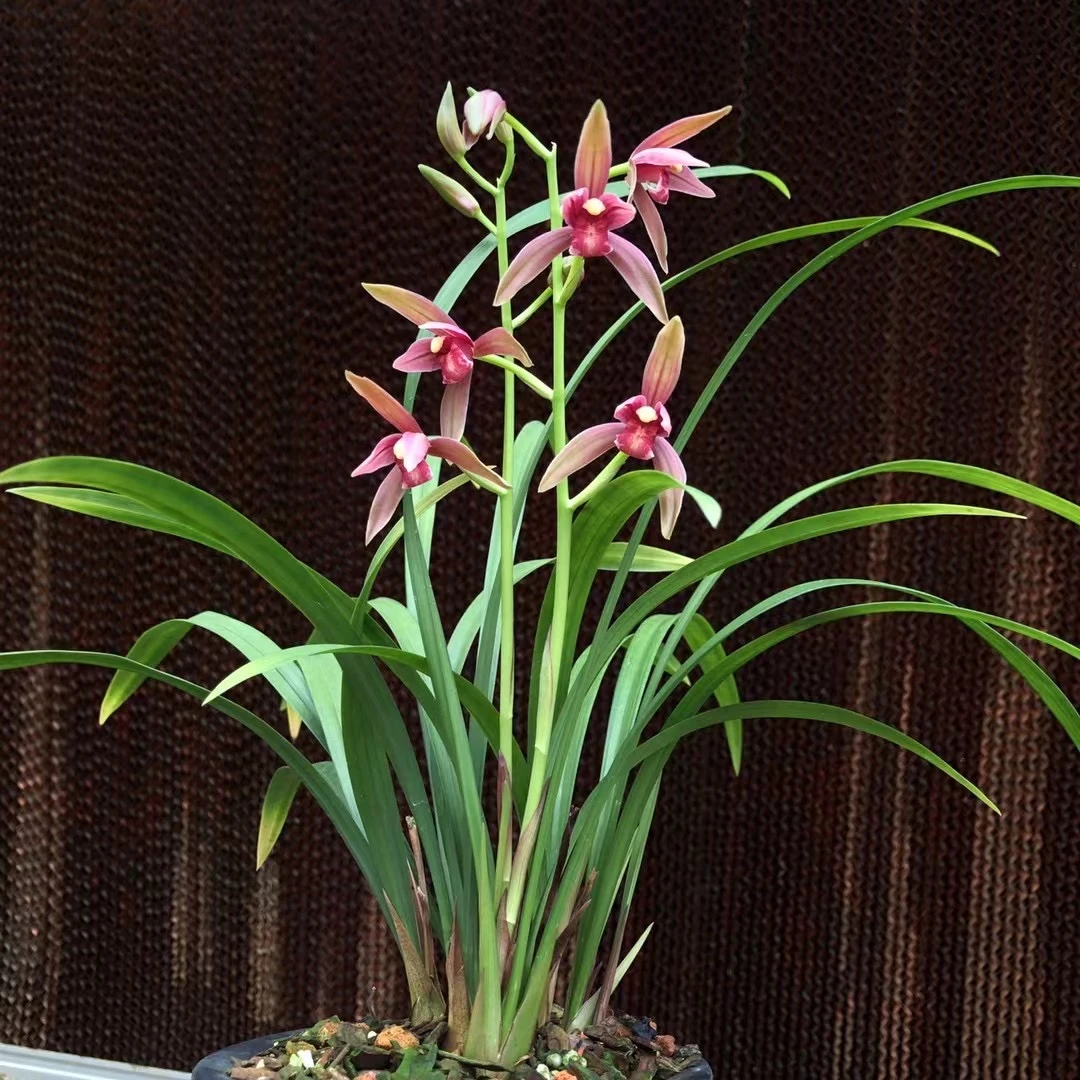 QINGYALANYUAN/清雅兰园兰花建兰浓香仙山红 2苗-3苗