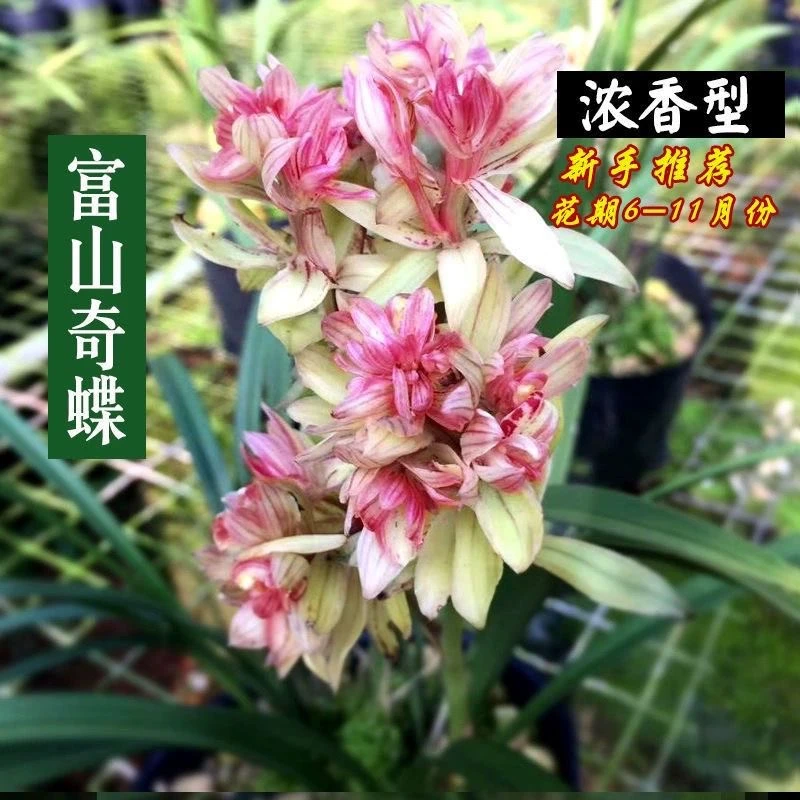 QINGYALANYUAN/清雅兰园老种建兰富山奇蝶带花苞