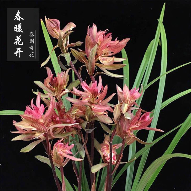 QINGYALANYUAN/清雅兰园春剑铭品春暖花开浓香兰花苗