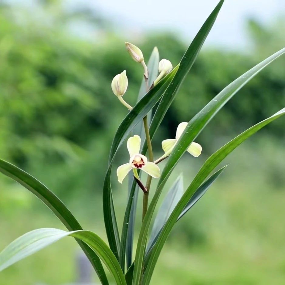 QINGYALANYUAN/国兰 建兰四季兰荷王 带花苞 2-3苗美观