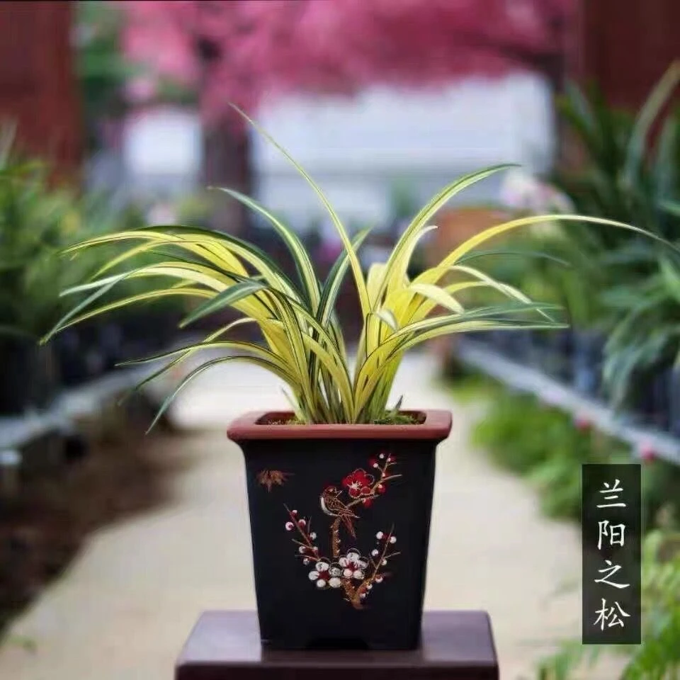 QINGYALANYUAN/清雅兰园墨兰高端艺草南阳之松1苗-3苗
