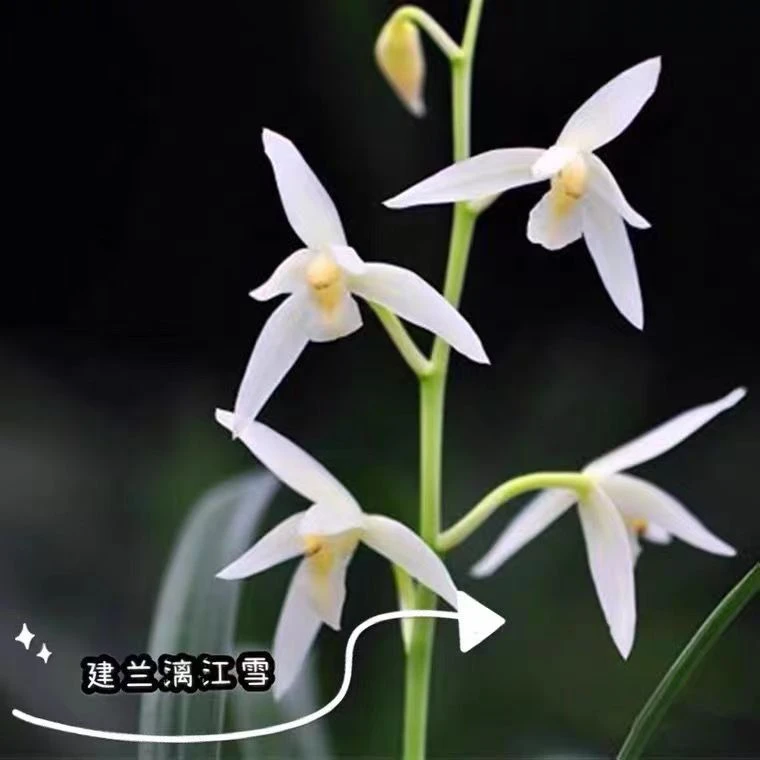 兰花苗建兰漓江雪四季兰名贵兰花盆栽花卉植物室内好养绿植清雅