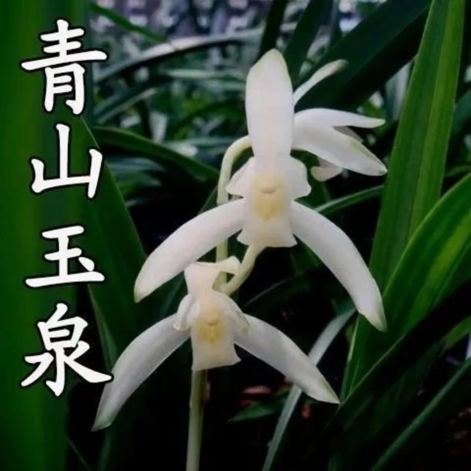 兰花建兰四季兰青山玉泉花卉绿植盆栽四季客厅室内植物浓香栽培