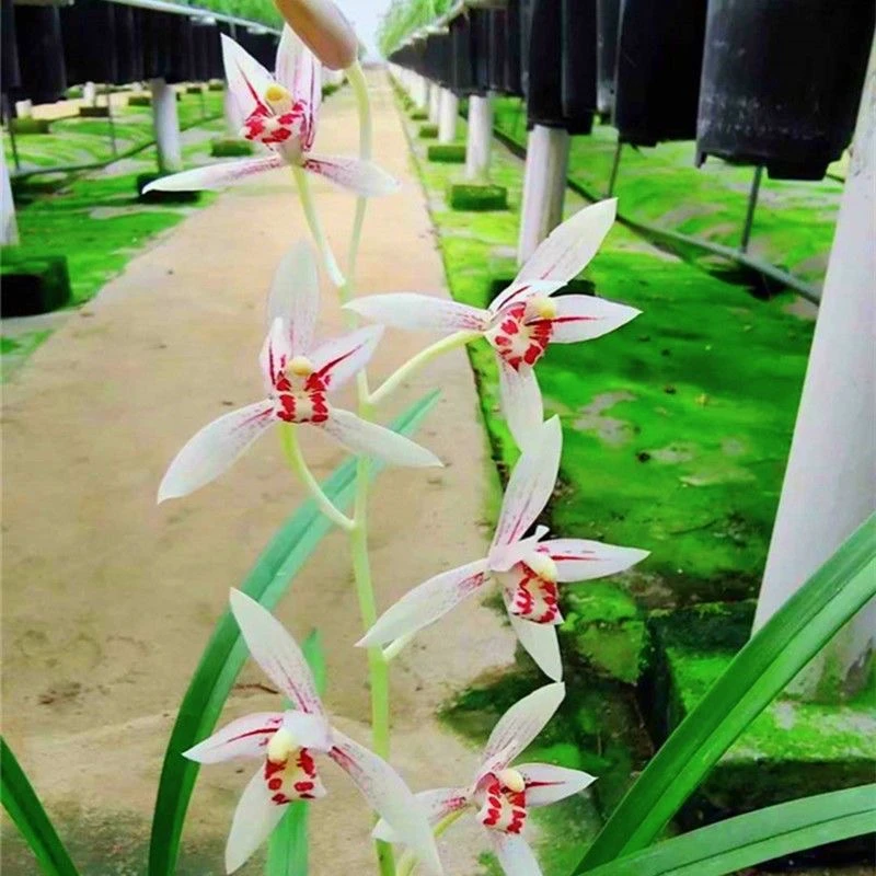 国兰 建兰四季兰白娘子浓香好养香味