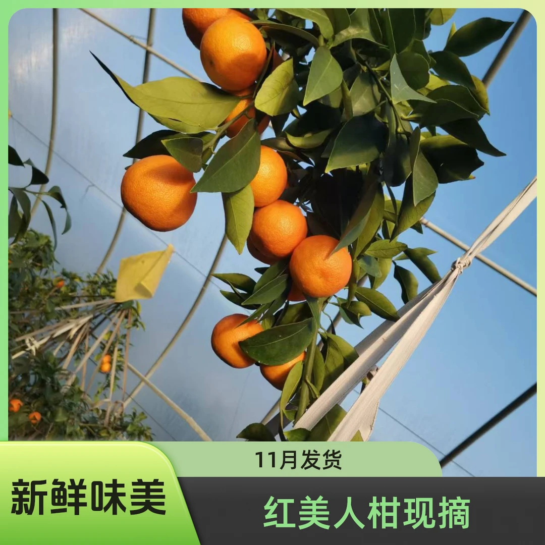 正宗浙江红美人柑橘新鲜爱媛28号5斤装