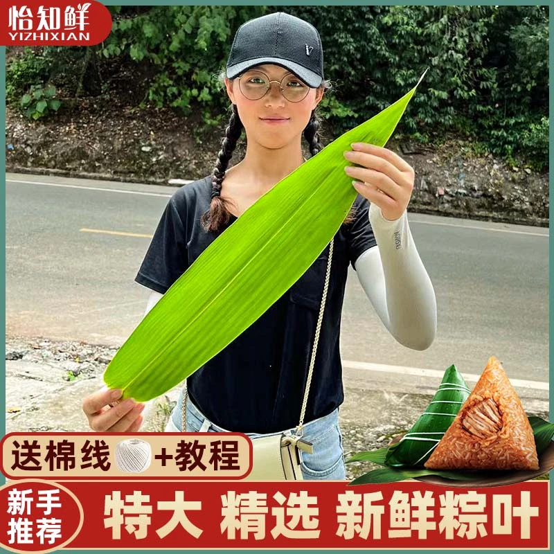 怡知鲜特大粽叶新鲜大号箬叶包粽子专用现摘家用加厚真空包装现货