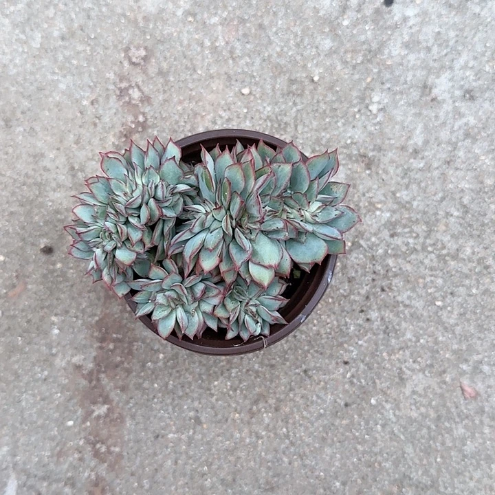 c*m青蛙王子儿童牙膏1111