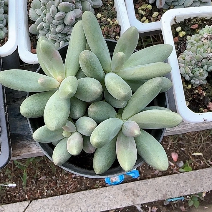 青蛙王子儿童1111