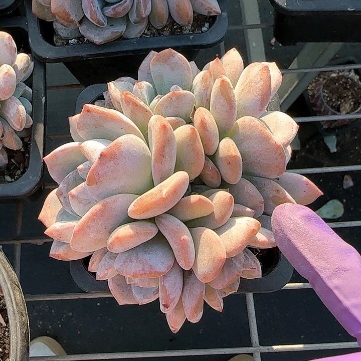 青蛙王子儿童1111
