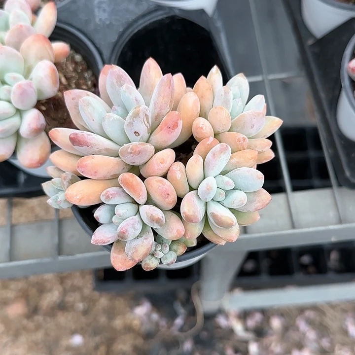 青蛙王子儿童1111