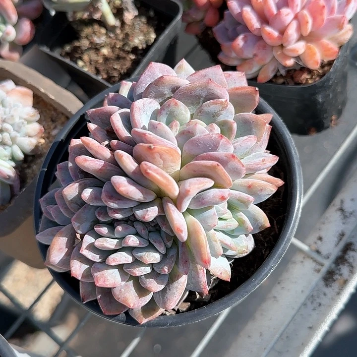 @****青蛙王子儿童，111