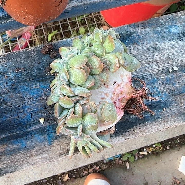 ?***?青蛙王子儿童牙膏牙刷1111